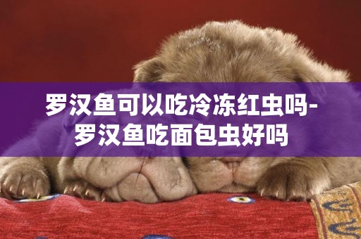 羅漢魚可以吃冷凍紅蟲嗎-羅漢魚吃面包蟲好嗎