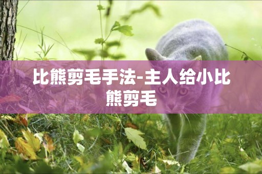 比熊剪毛手法-主人給小比熊剪毛