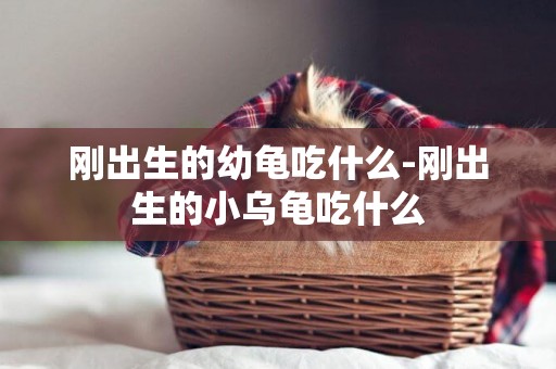 剛出生的幼龜吃什么-剛出生的小烏龜吃什么