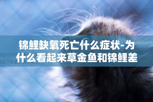 錦鯉缺氧死亡什么癥狀-為什么看起來草金魚和錦鯉差不多形狀