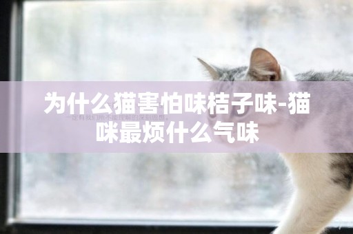 為什么貓害怕味桔子味-貓咪最煩什么氣味