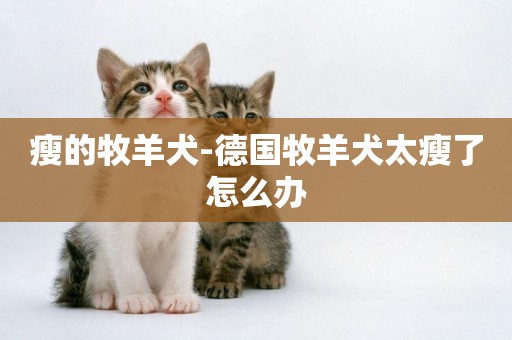 瘦的牧羊犬-德國牧羊犬太瘦了怎么辦