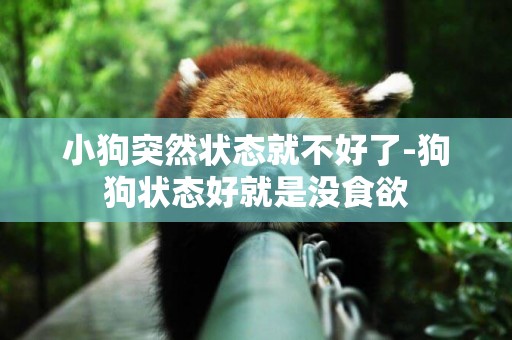 小狗突然狀態就不好了-狗狗狀態好就是沒食欲