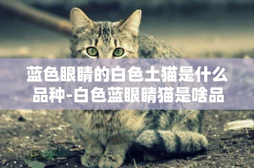 藍色眼睛的白色土貓是什么品種-白色藍眼睛貓是啥品種