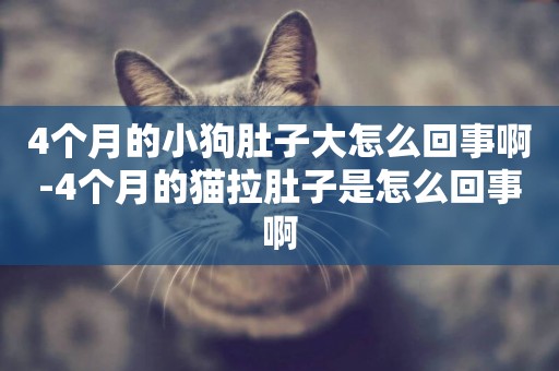 4個月的小狗肚子大怎么回事啊-4個月的貓拉肚子是怎么回事啊