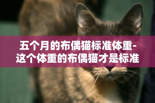 五個月的布偶貓標準體重-這個體重的布偶貓才是標準的