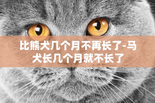 比熊犬幾個月不再長了-馬犬長幾個月就不長了