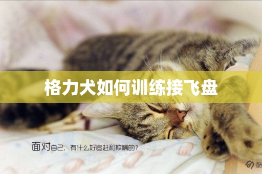 格力犬如何訓練接飛盤