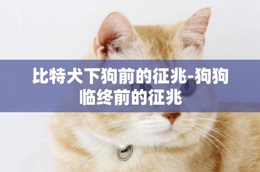 比特犬下狗前的征兆-狗狗臨終前的征兆