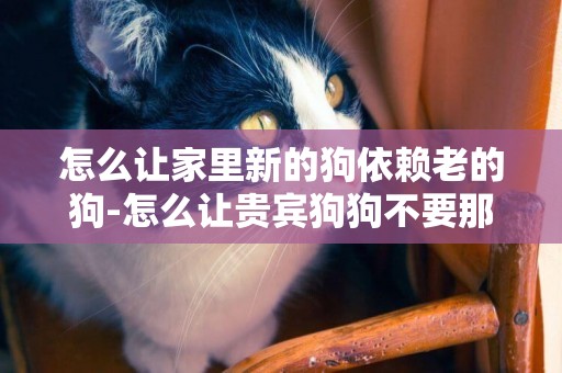 怎么讓家里新的狗依賴老的狗-怎么讓貴賓狗狗不要那么依賴你