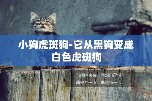 小狗虎斑狗-它從黑狗變成白色虎斑狗
