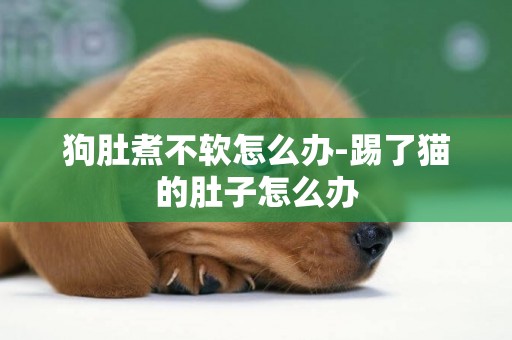 狗肚煮不軟怎么辦-踢了貓的肚子怎么辦