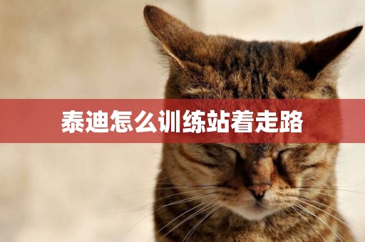 泰迪怎么訓練站著走路