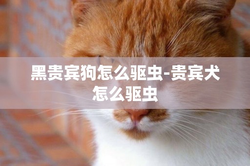 黑貴賓狗怎么驅蟲-貴賓犬怎么驅蟲