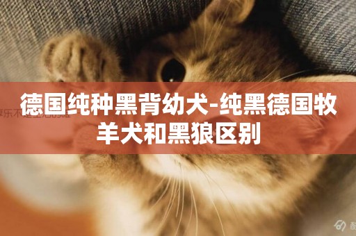德國純種黑背幼犬-純黑德國牧羊犬和黑狼區別