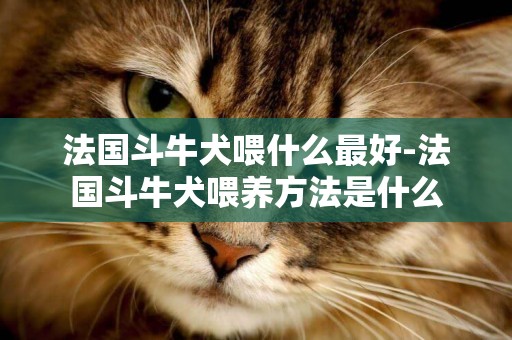 法國斗牛犬喂什么最好-法國斗牛犬喂養方法是什么