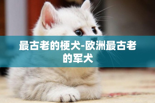 最古老的梗犬-歐洲最古老的軍犬