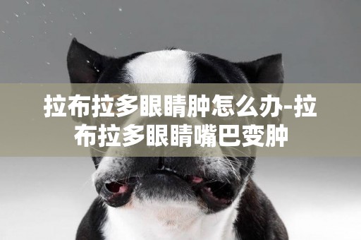 拉布拉多眼睛腫怎么辦-拉布拉多眼睛嘴巴變腫