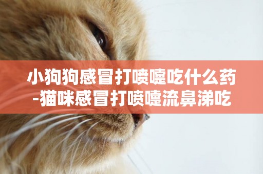 小狗狗感冒打噴嚏吃什么藥-貓咪感冒打噴嚏流鼻涕吃什么藥