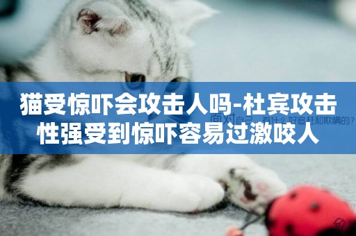 貓受驚嚇會攻擊人嗎-杜賓攻擊性強受到驚嚇容易過激咬人