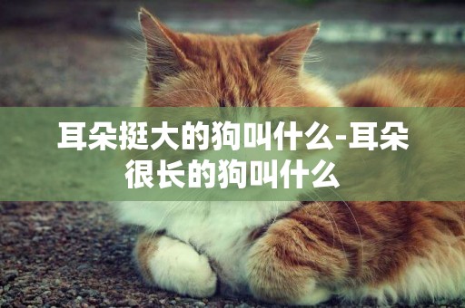 耳朵挺大的狗叫什么-耳朵很長的狗叫什么