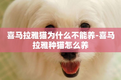 喜馬拉雅貓為什么不能養-喜馬拉雅種貓怎么養