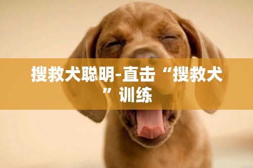 搜救犬聰明-直擊“搜救犬”訓練