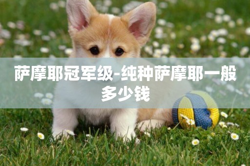 薩摩耶冠軍級-純種薩摩耶一般多少錢