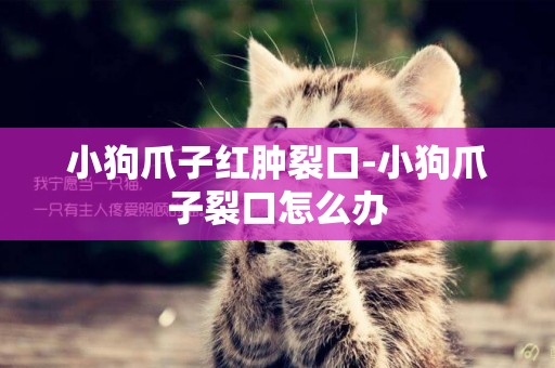 小狗爪子紅腫裂口-小狗爪子裂口怎么辦