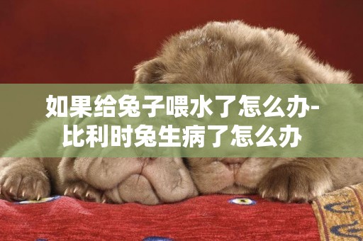 如果給兔子喂水了怎么辦-比利時兔生病了怎么辦