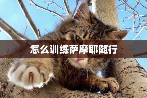 怎么訓練薩摩耶隨行