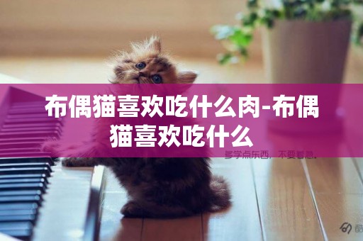 布偶貓喜歡吃什么肉-布偶貓喜歡吃什么