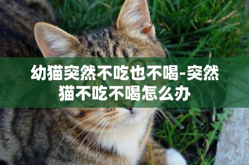 幼貓突然不吃也不喝-突然貓不吃不喝怎么辦
