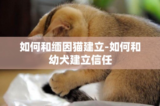 如何和緬因貓建立-如何和幼犬建立信任