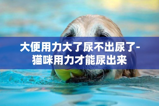 大便用力大了尿不出尿了-貓咪用力才能尿出來