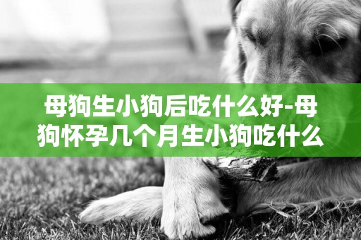 母狗生小狗后吃什么好-母狗懷孕幾個月生小狗吃什么好