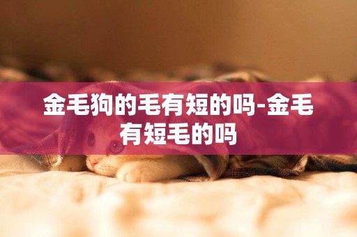 金毛狗的毛有短的嗎-金毛有短毛的嗎