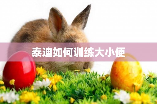 泰迪如何訓練大小便