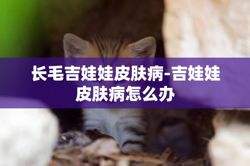 長毛吉娃娃皮膚病-吉娃娃皮膚病怎么辦