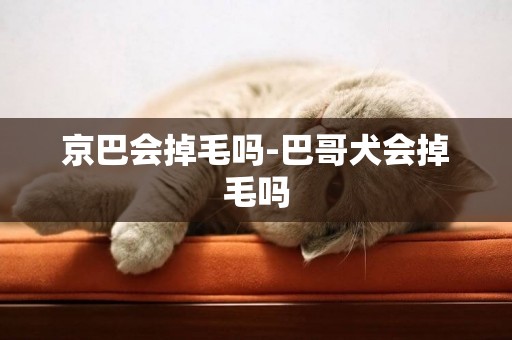 京巴會掉毛嗎-巴哥犬會掉毛嗎