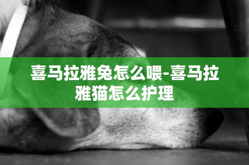 喜馬拉雅兔怎么喂-喜馬拉雅貓怎么護理