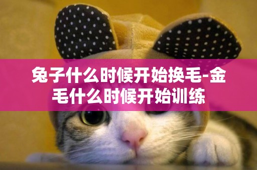兔子什么時候開始換毛-金毛什么時候開始訓練