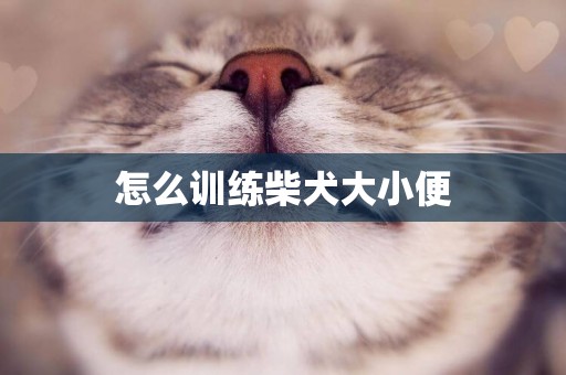 怎么訓練柴犬大小便