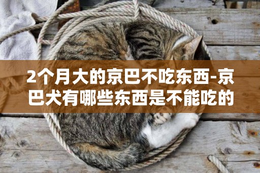 2個月大的京巴不吃東西-京巴犬有哪些東西是不能吃的