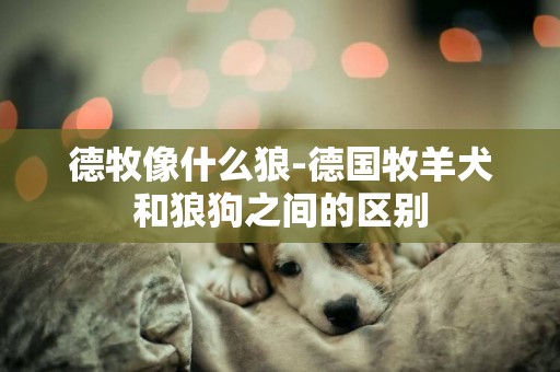 德牧像什么狼-德國牧羊犬和狼狗之間的區別
