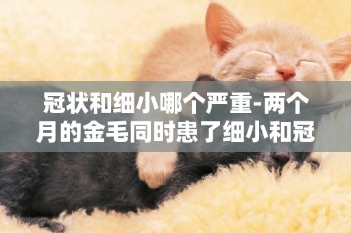 冠狀和細小哪個嚴重-兩個月的金毛同時患了細小和冠狀