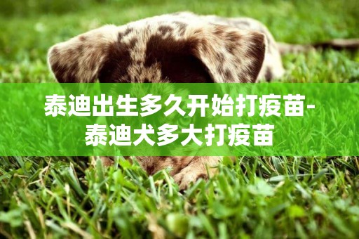 泰迪出生多久開始打疫苗-泰迪犬多大打疫苗
