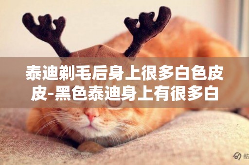 泰迪剃毛后身上很多白色皮皮-黑色泰迪身上有很多白毛