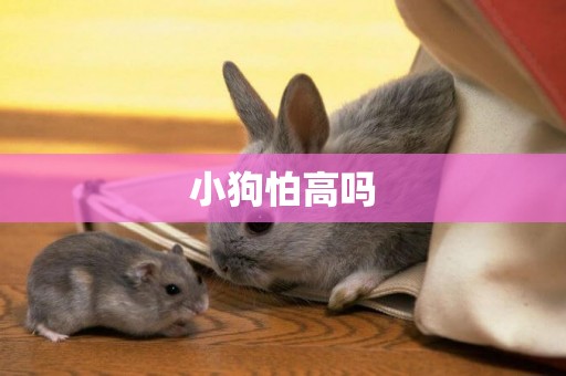 小狗怕高嗎