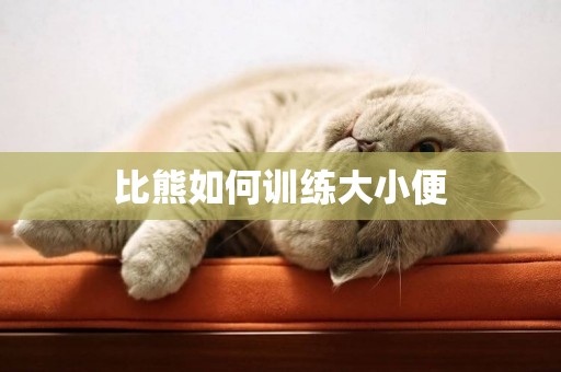 比熊如何訓練大小便